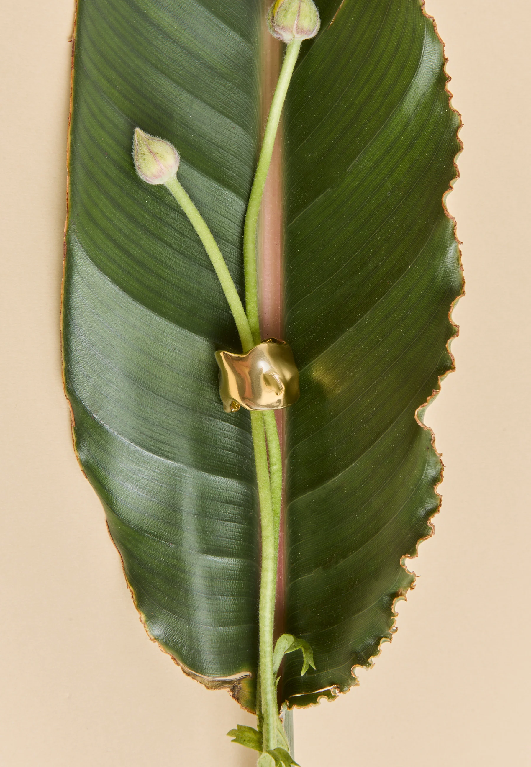 Anillo Clemence - Image 3
